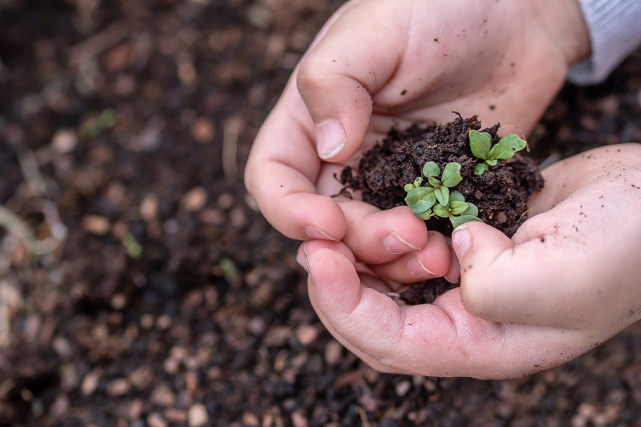 How to Create a DIY Seed Organizer for Gardening